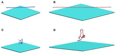 Length-Dependent Structural Transformations of Huntingtin PolyQ Domain Upon Binding to 2D-Nanomaterials